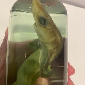 Preserved Shark Specimen in Jar